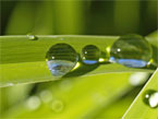 riega tus plantas con Agua Estructurada